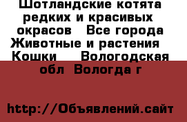 Шотландские котята редких и красивых  окрасов - Все города Животные и растения » Кошки   . Вологодская обл.,Вологда г.